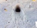 Atlantic Ghost Crab (Ocypode Quadrata) Burrow Entrance in Sand Dunes. Royalty Free Stock Photo