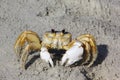 Atlantic ghost crab