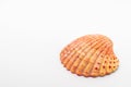 Atlantic giant cockle seashell on isolated white background