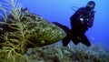Atlantic giant grouper Epinephelus itajara Guasa near divers underwater.