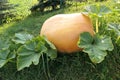 Atlantic Giant pumpkin growing