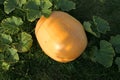 Atlantic Giant pumpkin growing on plant