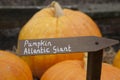 Atlantic Giant Pumpkins