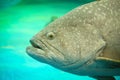 Atlantic goliath grouper Royalty Free Stock Photo