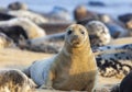 Atlantic grey seal on the beach Royalty Free Stock Photo