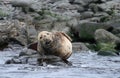 Atlantic Grey Seal basking in Farne Islands Royalty Free Stock Photo