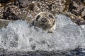 Atlantic Grey Seal Royalty Free Stock Photo