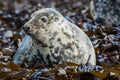 Atlantic Grey Seal