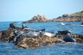 Atlantic grey seal group