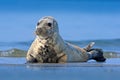 Atlantic Grey Seal, Halichoerus grypus, detail portrait, at the beach of Helgoland, Germany Royalty Free Stock Photo