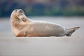 Atlantic Grey Seal, Halichoerus grypus, detail portrait, at the sand beach, cute animal in the nature coast habitat, France Royalty Free Stock Photo