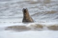 Atlantic Grey Seal (Halichoerus Grypus)