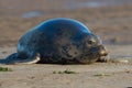 Atlantic Grey Seal Halichoerus grypus Royalty Free Stock Photo