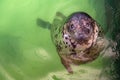 Atlantic Grey Seal - Halichoerus grypus swimming at the water surface in terarium. Funny seal looking up and resting in the salt Royalty Free Stock Photo