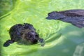 Atlantic Grey Seal - Halichoerus grypus swimming at the water surface in terarium. Funny seal looking up and resting in the salt Royalty Free Stock Photo