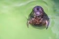 Atlantic Grey Seal - Halichoerus grypus swimming at the water surface in terarium. Funny seal looking up and resting in the salt Royalty Free Stock Photo