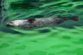 Atlantic Grey Seal - Halichoerus grypus swimming at the water surface in terarium. Funny seal looking up and resting in the salt Royalty Free Stock Photo