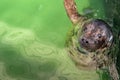 Atlantic Grey Seal - Halichoerus grypus swimming at the water surface in terarium. Funny seal looking up and resting in the salt Royalty Free Stock Photo