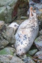 Atlantic grey seal mother and pup