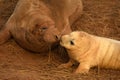 Atlantic grey seal mother and pup kissing Royalty Free Stock Photo