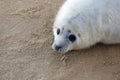 Atlantic Grey Seal pup Royalty Free Stock Photo