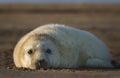 Atlantic Grey Seal Pup Royalty Free Stock Photo