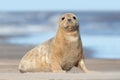 Atlantic Grey Seal Pup, Halichoerus grypus Royalty Free Stock Photo