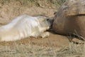 Atlantic Grey Seal Pup Feeding Royalty Free Stock Photo