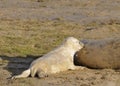 Atlantic Grey Seal Pup Feeding Royalty Free Stock Photo