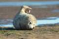 Atlantic Grey Seal Pup Halichoerus grypus Royalty Free Stock Photo