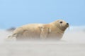 Atlantic Grey Seal Pup Halichoerus grypus Royalty Free Stock Photo