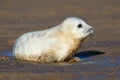 Atlantic Grey Seal Pup Halichoerus grypus Royalty Free Stock Photo