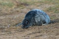 Atlantic Grey Seal Pup Halichoerus grypus Royalty Free Stock Photo