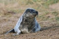 Atlantic Grey Seal Pup Halichoerus grypus Royalty Free Stock Photo