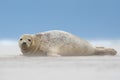 Atlantic Grey Seal Pup Halichoerus grypus Royalty Free Stock Photo