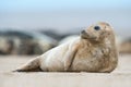 Atlantic Grey Seal Pup (Halichoerus Grypus) Royalty Free Stock Photo