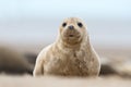 Atlantic Grey Seal Pup (Halichoerus Grypus) Royalty Free Stock Photo