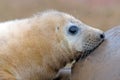 Atlantic Grey Seal Pup (halichoerus grypus) Royalty Free Stock Photo