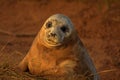 Atlantic grey seal pup with mournful eyes Royalty Free Stock Photo