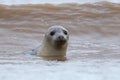 Atlantic Grey Seal (Halichoerus Grypus) Royalty Free Stock Photo