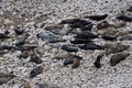 Atlantic Grey Seals (Halichoerus grypus) at Flamborough Head, East Riding of Yorkshire, UK