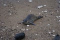 Atlantic Grey Seals (Halichoerus grypus) at Flamborough Head, East Riding of Yorkshire, UK