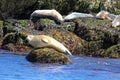 Atlantic Harbor Seals on Maine Coast Island