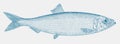 Atlantic herring, an important food fish from the atlantic ocean in side view