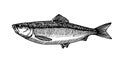 Atlantic herring, commercial fish, delicious seafood, engraving, sketch, for logo or emblem