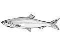 Atlantic herring Fish Germany Europe Cartoon Drawing Halftone Black and White