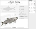 Atlantic herring infographic template