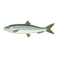 Atlantic herring lupea harengus fish