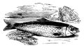 Atlantic Herring vintage illustration