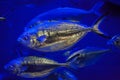 Atlantic horse mackerel (Trachurus trachurus) Royalty Free Stock Photo